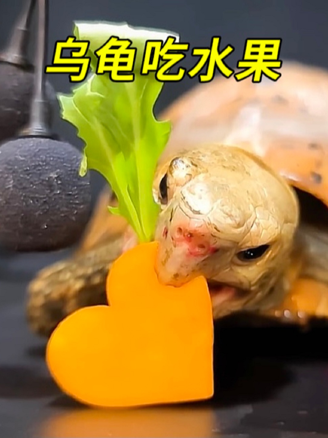 小乌龟吃什么东西最好