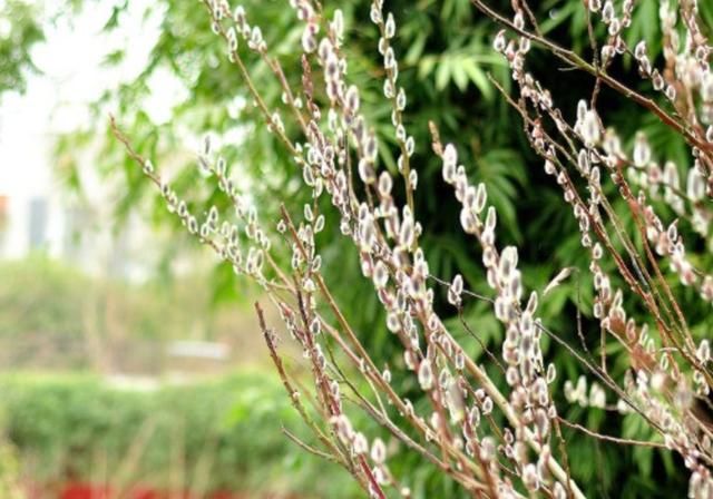 银柳是什么植物,银柳是什么植物的叶子