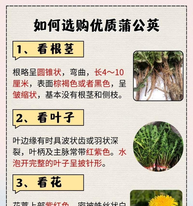 蒲公英有什么寓意,蒲公英有什么寓意和象征