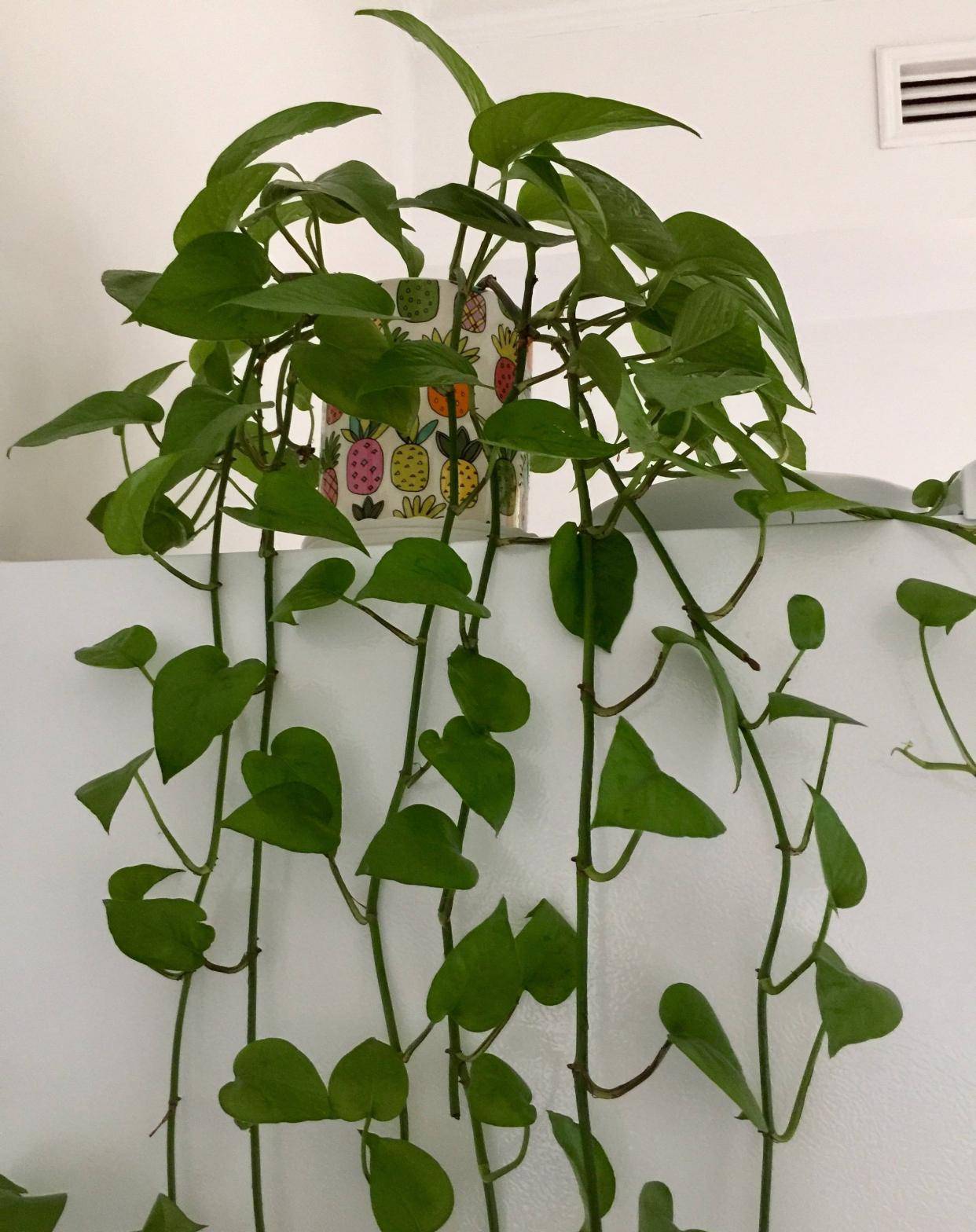 绿萝的外貌和特点,绿萝的外形特征的描写功效作用