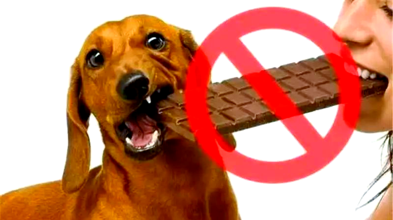狗狗不小心吃了巧克力该怎么办,狗狗不小心吃了巧克力该怎么办呢