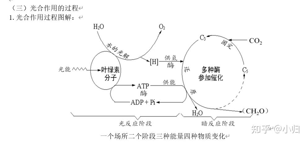 光合作用的反应过程是怎样的,