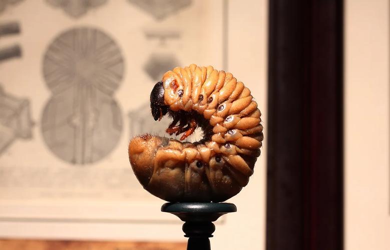 做梦梦见蛆是什么意思,梦到蛆是咋回事