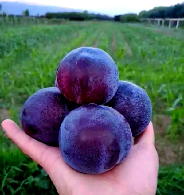 吃黑布林的功效与禁忌,吃黑布林的功效与禁忌是什么