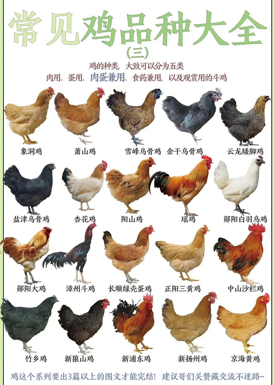 蛋鸡有哪些品种,高产蛋鸡哪个品种最好