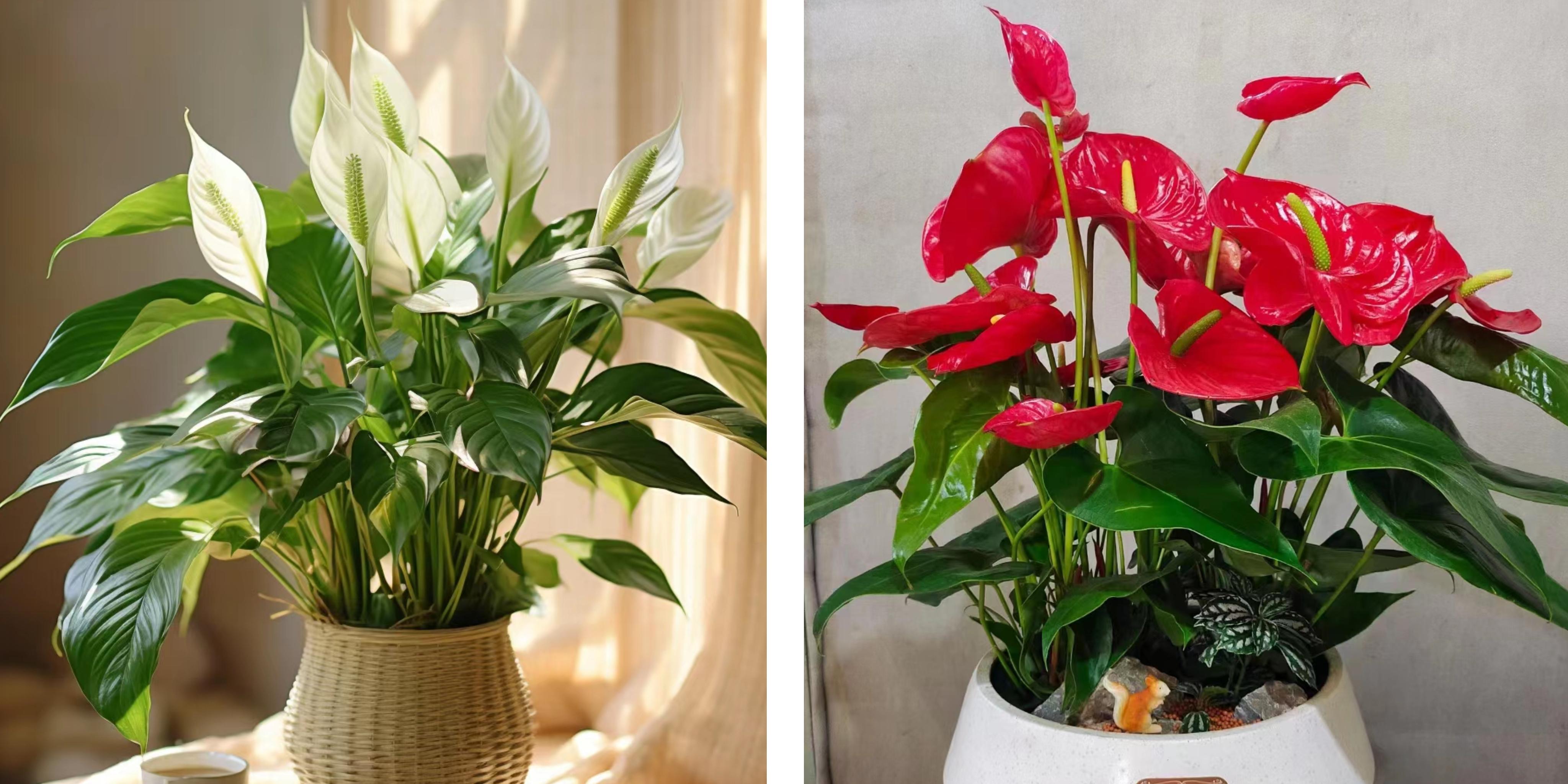 家里养什么花更好,家里养什么花更好养