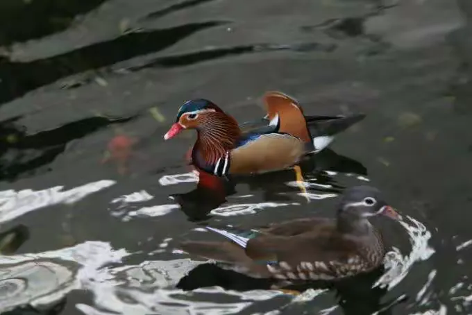 它们的去向是什么,它们去哪里了 实验