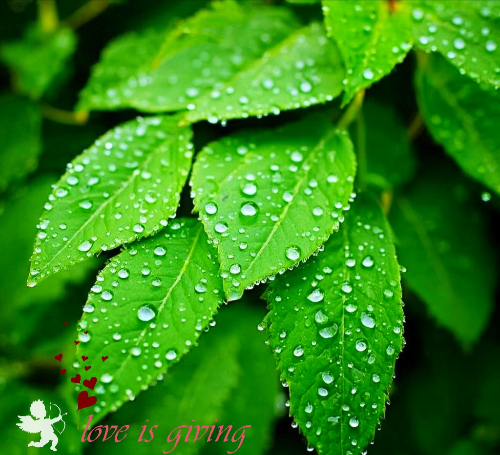 晨露是什么意思,晨露象征着什么