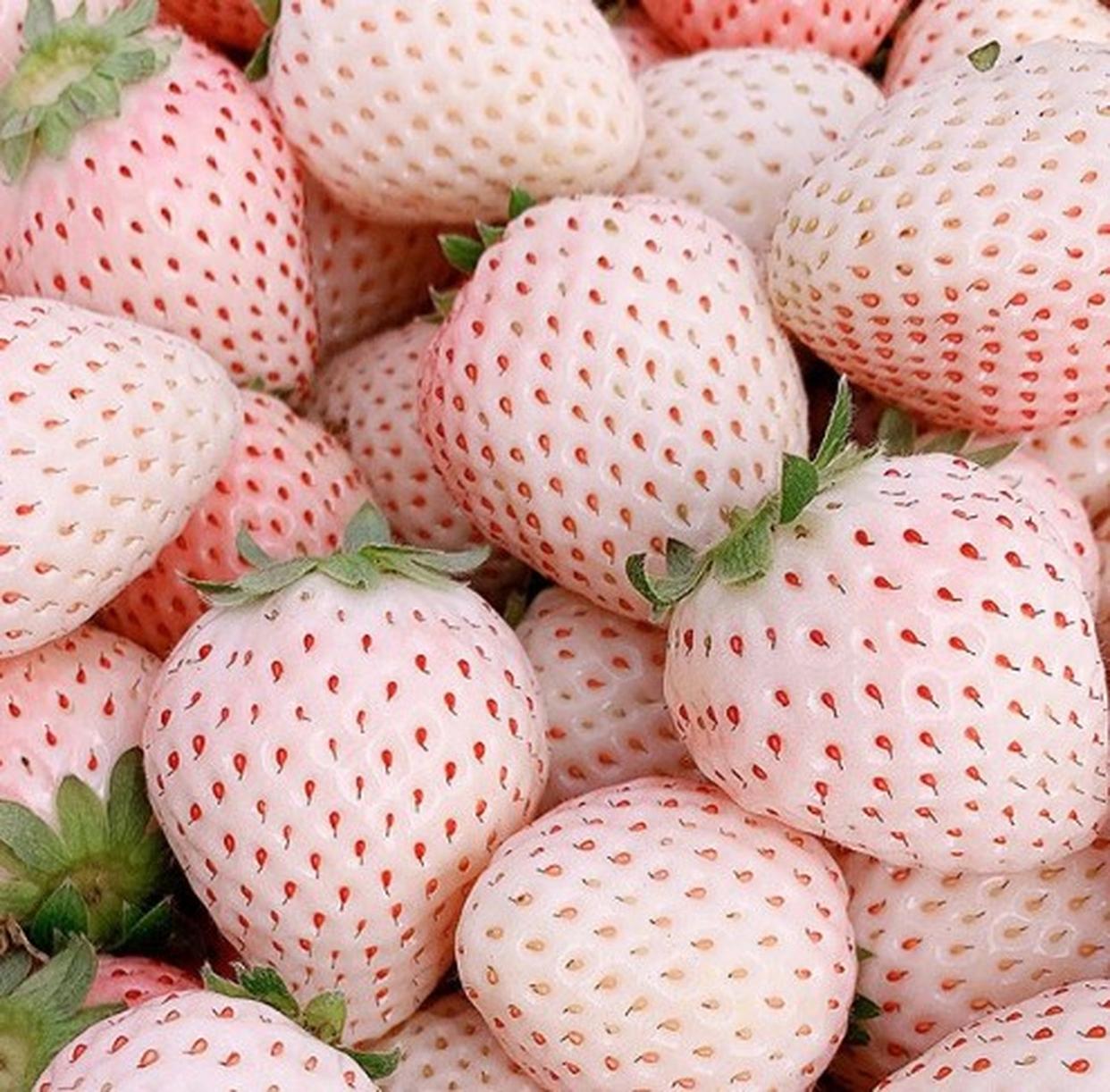 最好吃的草莓品种排名,世界最好吃的草莓品种