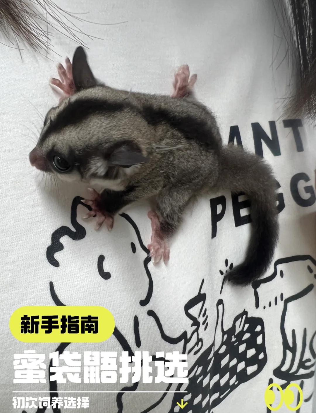 蜜袋鼯没接住就会气死,蜜袋鼯没接住的后果