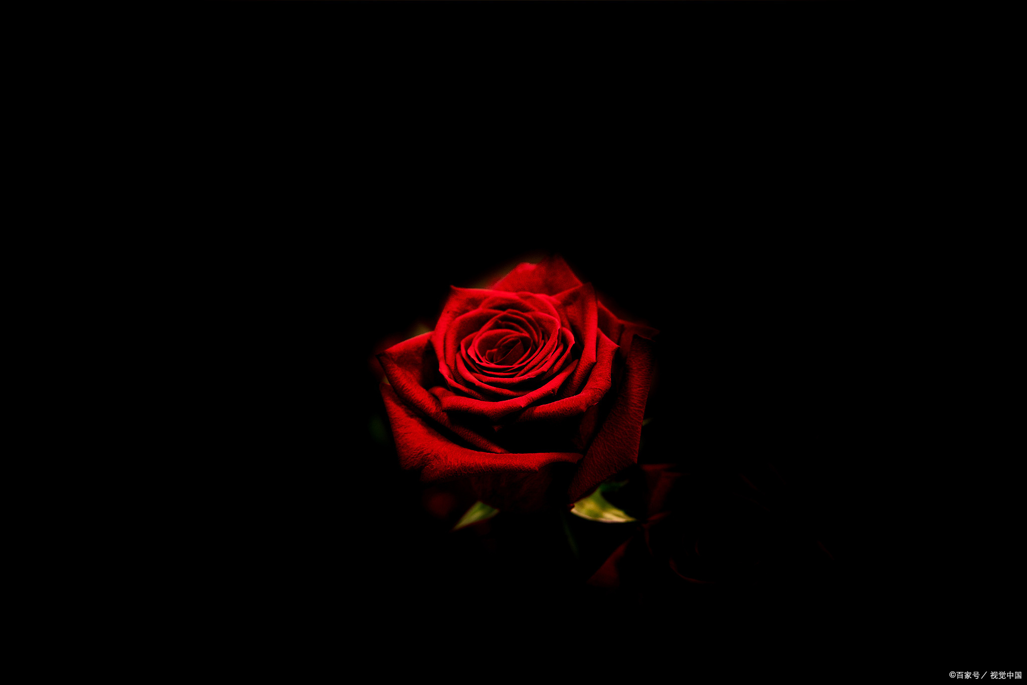 黑色玫瑰的花语,黑色玫瑰的花语代表什么