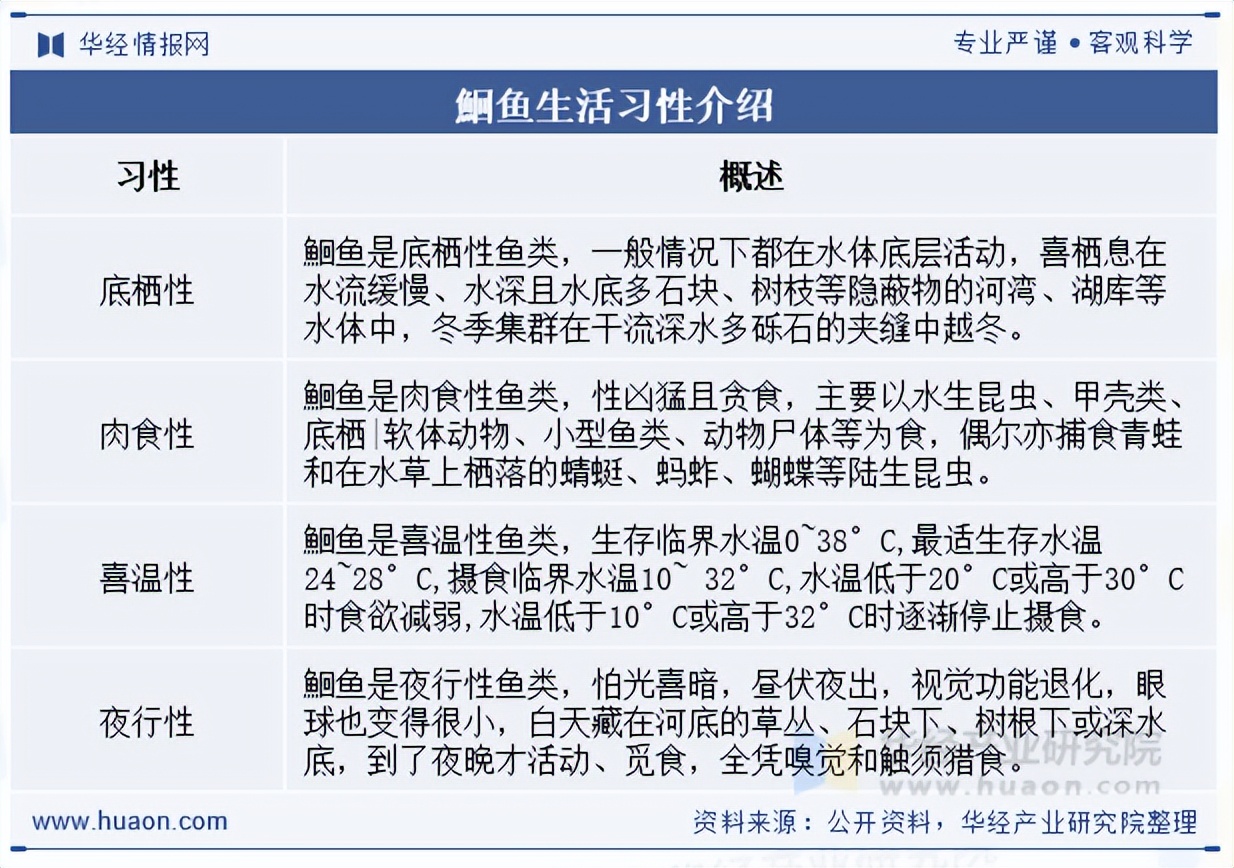 鮰鱼介绍,鮰鱼介绍视频大全