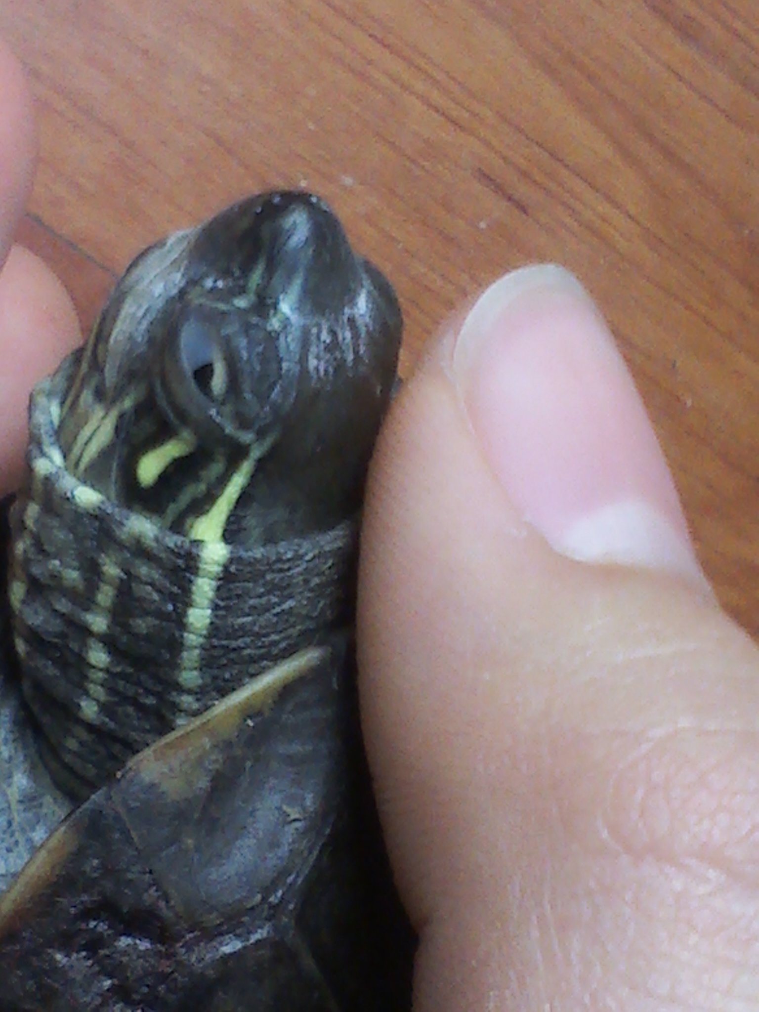 乌龟眼睛上有白膜怎么办,乌龟眼睛上有白膜怎么清理