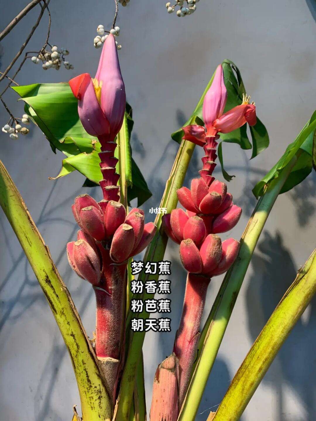 这是香蕉花还是芭蕉花?,芭蕉花叫什么名字