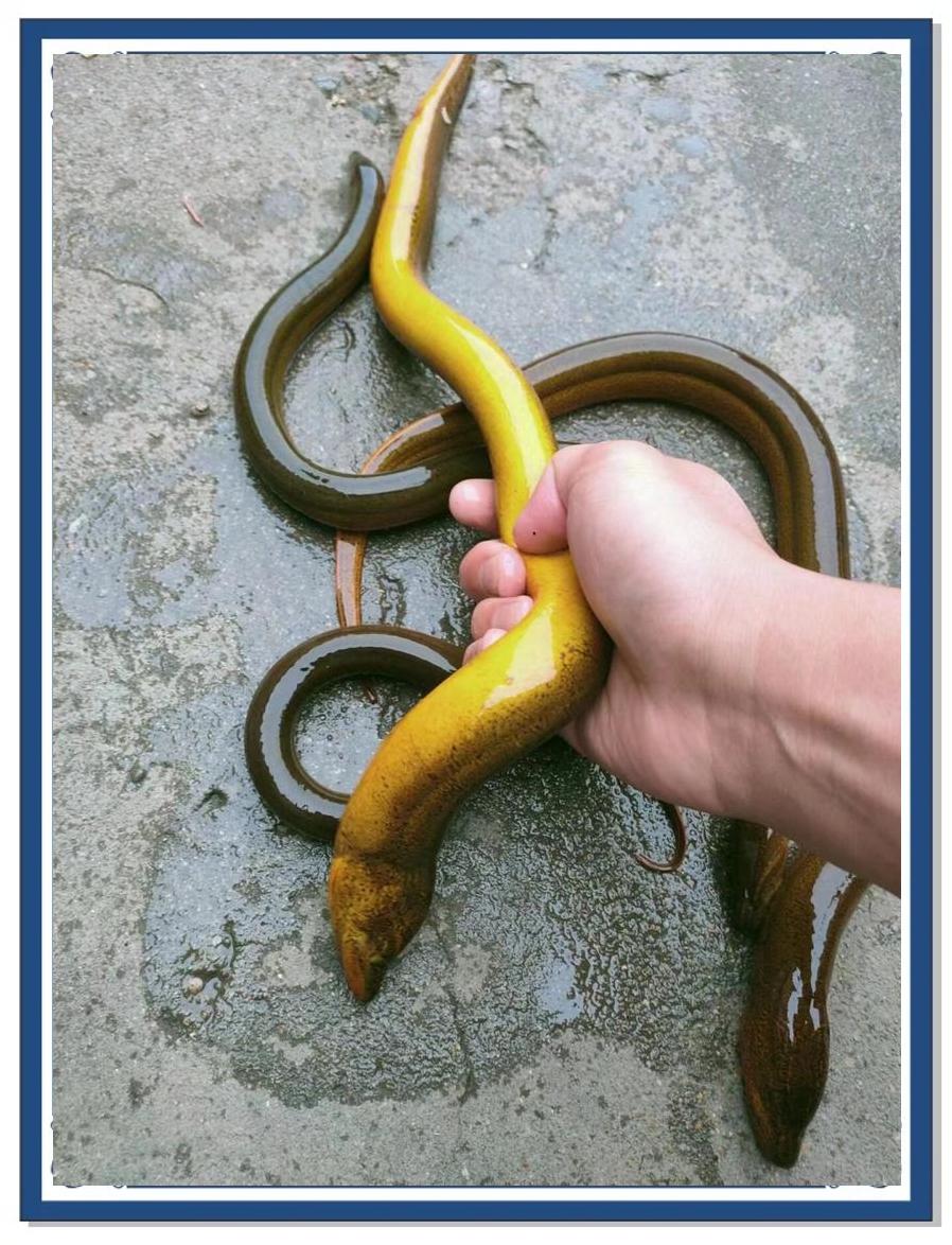 望月鳝和黄鳝什么区别,望月鳝与黄鳝的具体区别图片