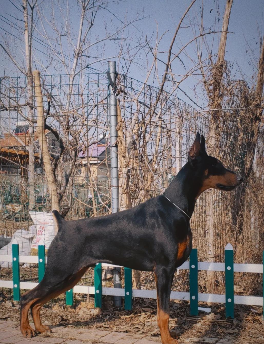 杜宾多少钱一只幼犬,杜宾多少钱一只幼犬纯种