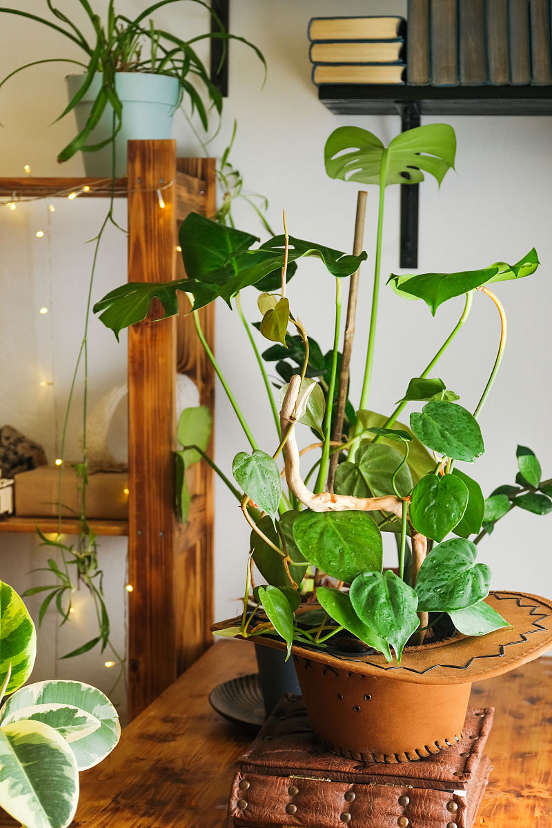 绿萝禁忌摆放位置,绿萝适宜摆放的位置及寓意