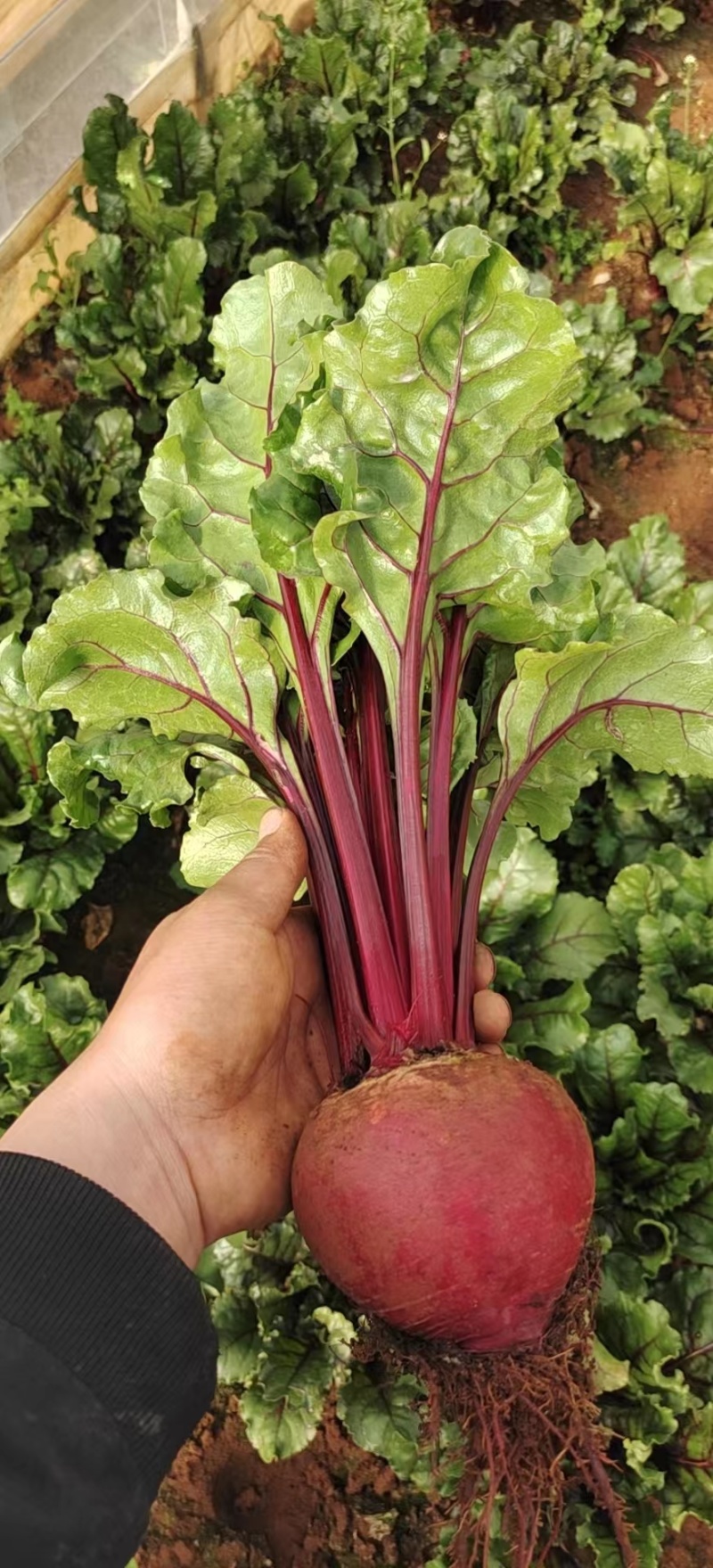 红菜头是什么菜,红菜头的作用与功效与作用