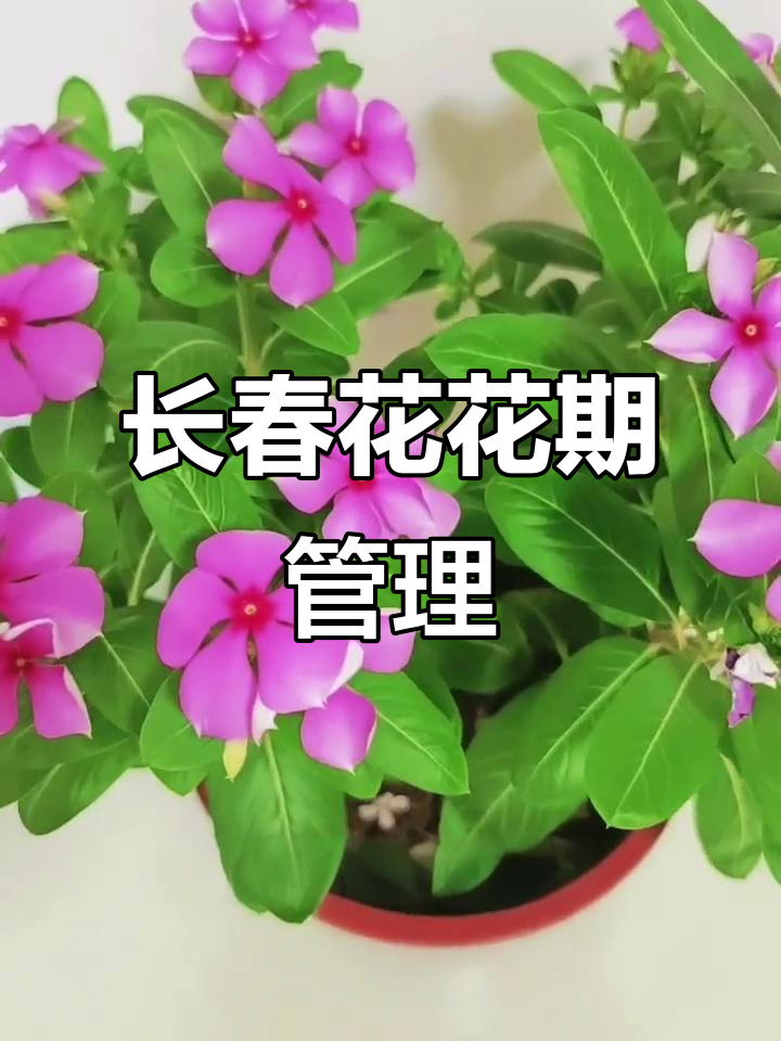 长春花养殖技巧