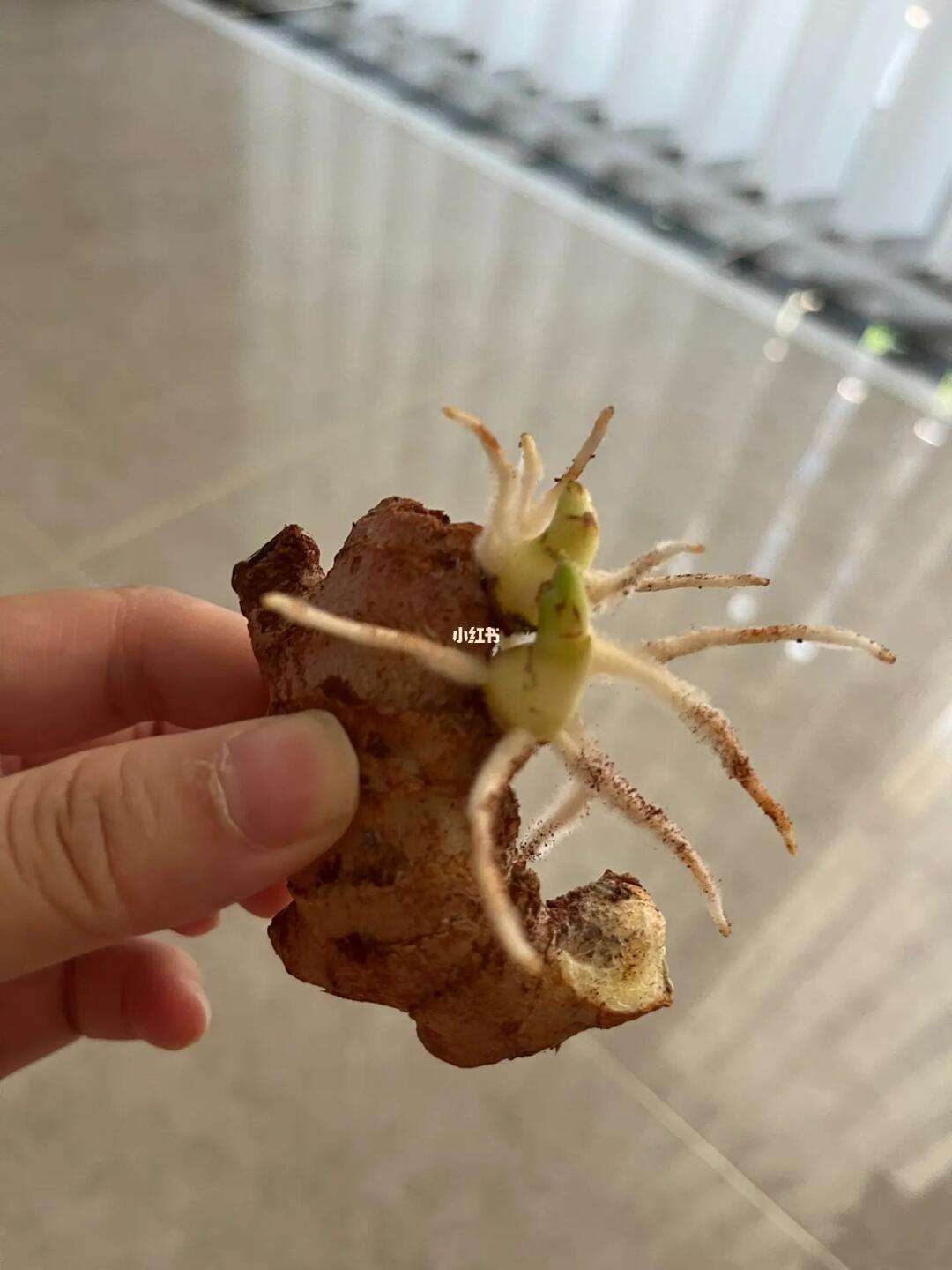 生姜发芽了还能不能吃,姜发芽变绿了还能吃吗