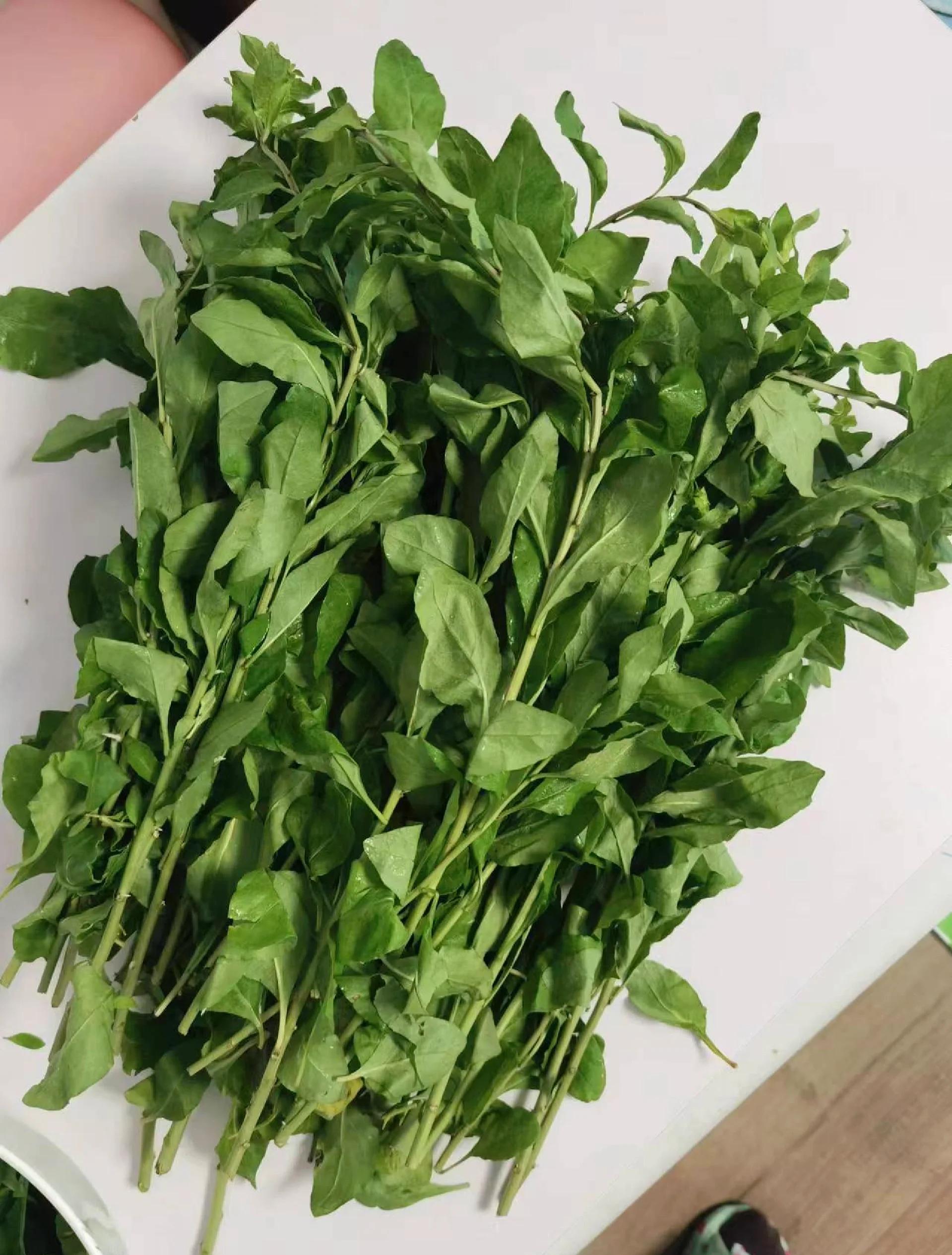 哪些人不能喝枸杞叶汤,枸杞叶茶适合什么人喝